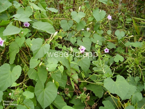 moonflower, purple